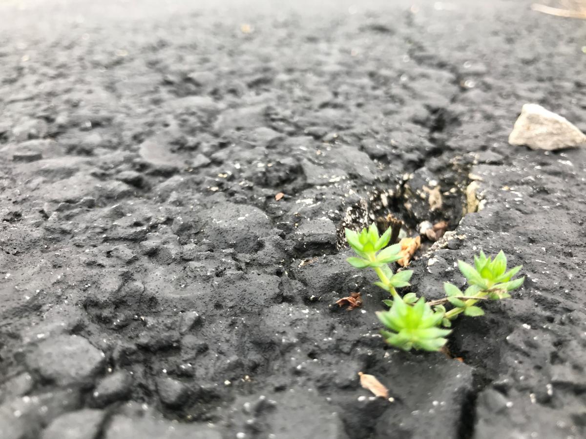 A small green plant growing through a crack in solid grey asphalt.